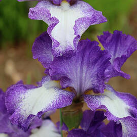 Purple and White Iris Layers by Carol Groenen