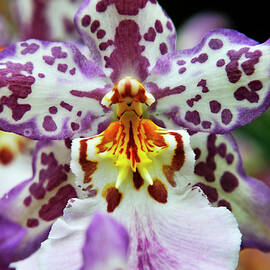 Purple and White Orchids by Sami Sarkis Photography
