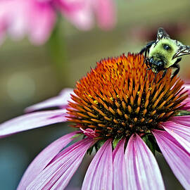 Purple Cone Flower and Bee by Al  Mueller