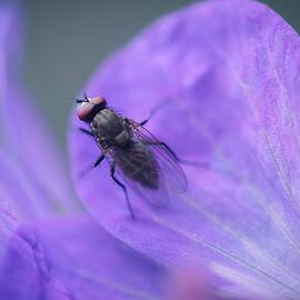 Purple Fly by Michaela Preston