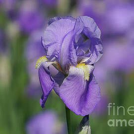 Purple Iris Fields Forever by Rachel Cohen