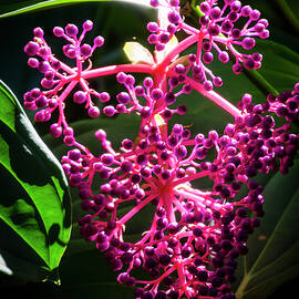 Purple Plant by Daniel Murphy