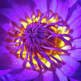 Purple Water Lily Macro