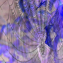 Purple Web by Frank Townsley