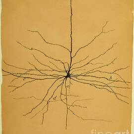 Pyramidal Cell In Cerebral Cortex, Cajal by Science Source