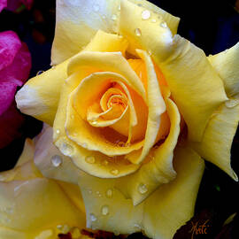 Raindrop Yellow Rose