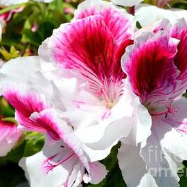 Red And White Petunias In The Garden by Mary Deal