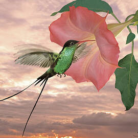 Red-billed Streamertail Hummingbird by Spadecaller