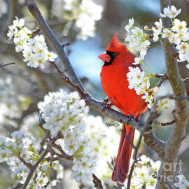 Red Cardinal In White by Nava Thompson