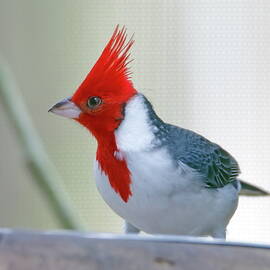 Red-crested Cardinal by Daniel Caracappa