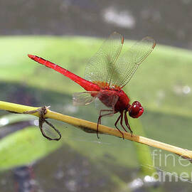 Red Dragonfly over Pond by Carol Groenen