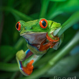 Red Eyed Tree Frog by Yasar Ugurlu