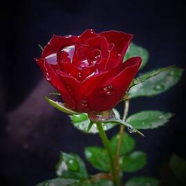 Red Fall Rose