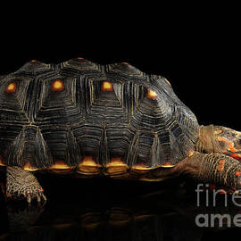 Red-footed tortoise by Sergei Taran