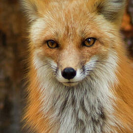 Red Fox Portrait by John De Bord