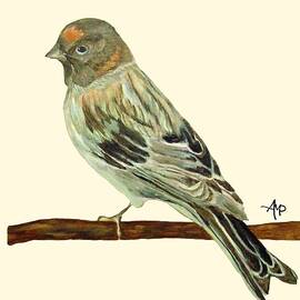 Red-Fronted Serin by Angeles M Pomata