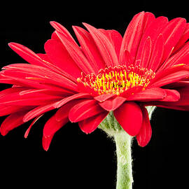 Red Gerbera by Donna Crider