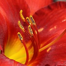 Red Hot Daylily by Bruce Bley