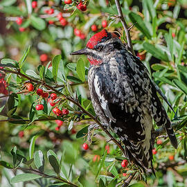 Red-Naped Sapsucker And Red Berries by Morris Finkelstein