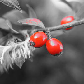 Red of berries. by Elena Perelman