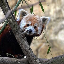 Red Panda by Ronda Ryan