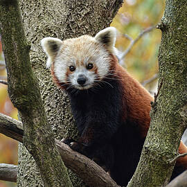 Red Panda in tree by Ronda Ryan