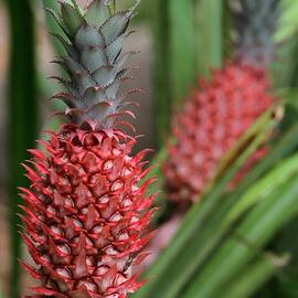 Red Pineapples by Sabrina L Ryan