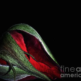 Red Rose Bud by Walt Foegelle