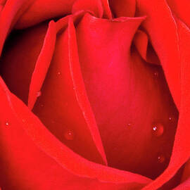 Red Rose Love Romance Vertical by David Zanzinger