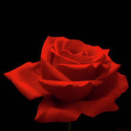 Red Rose on Black by Wim Lanclus