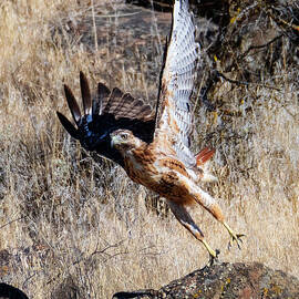 Red-Tail Leap by Mike Dawson