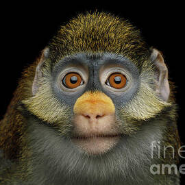 Red-tailed monkey by Sergei Taran