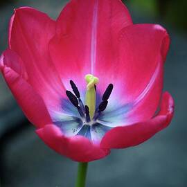 Red tulip blossom with stamen and petals and pistil by Imran Ahmed