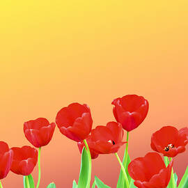 Red Tulips