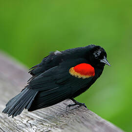 Red-Winged Blackbird by Juergen Roth