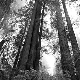 Redwoods in the Fog
