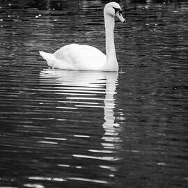 Reflection of a white swan 2  by AM FineArtPrints