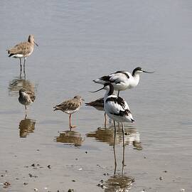 Reflections of Waders by Michaela Perryman