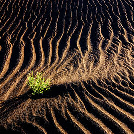 Resilient Plant growing in sand by Vishwanath Bhat