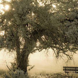 Sit and Stay Awhile by Joy McAdams