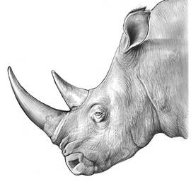 Rhino by Greg Joens