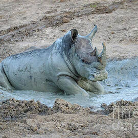 Rhino in the Mud by Jennifer Ludlum