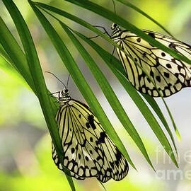 Rice Paper Butterfly Twins by Sabrina L Ryan