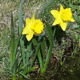 River Daffodil