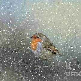 Robin in Winter by Eva Lechner