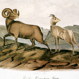 ROCKY MOUNTAIN SHEEP, 1846 by John James Audubon - GRANGER Historical Picture Archive