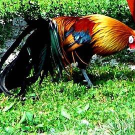 Rooster in brilliant colors by Charlene Cox