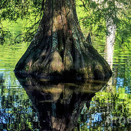 Roots and Reflections by Mary Ann Artz