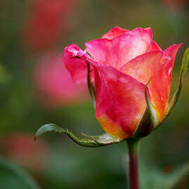 Rosebud by Rona Black