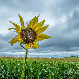 Rough Summer by Lisa Knauff